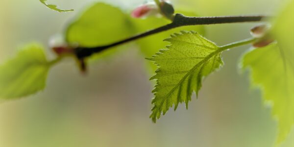 birch, leaf, branch-6159054.jpg